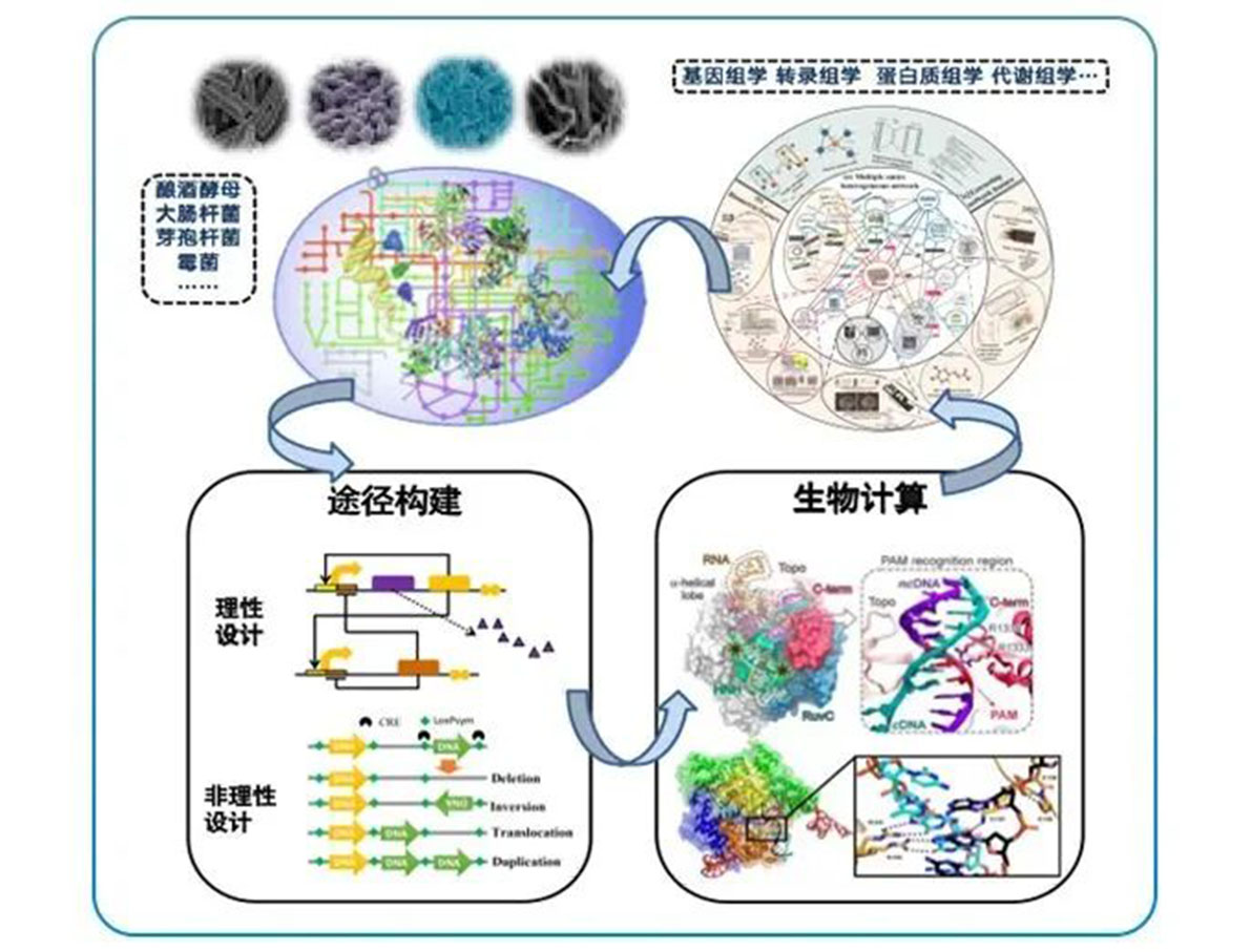 專訪 | 嘉必優(yōu)：立足合成生物學(xué)底層技術(shù) 揚帆生物經(jīng)濟“藍?！? style=